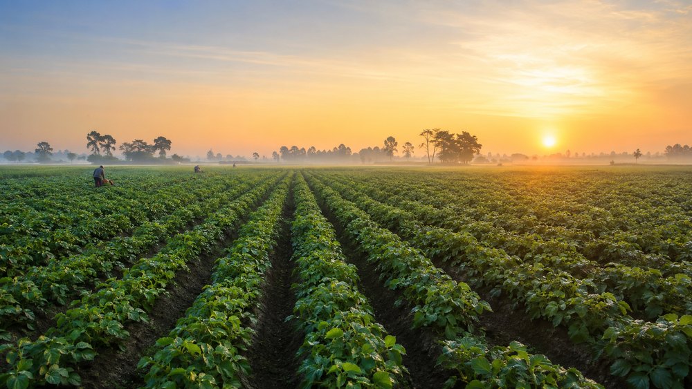 Bangladesh's Potato Belt